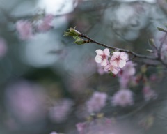 河津桜の季節