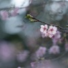 河津桜の季節
