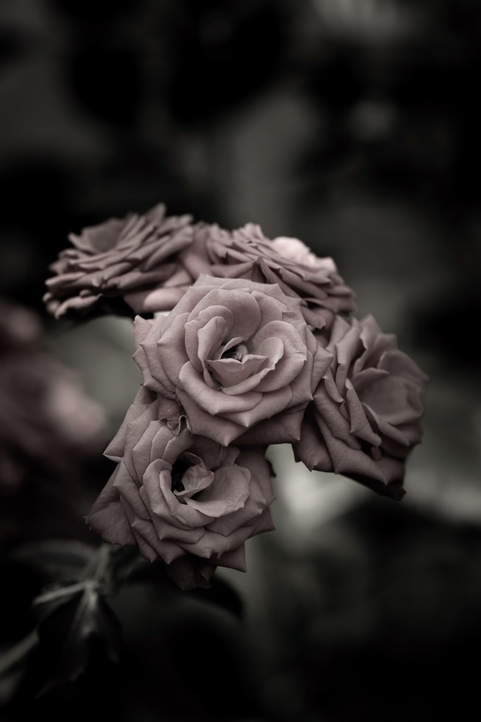 Rusty rose