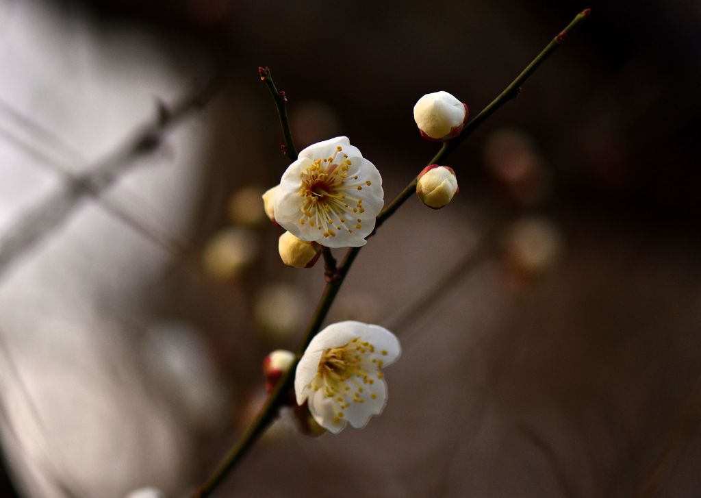 黄昏梅