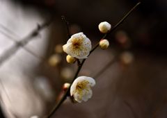 黄昏梅