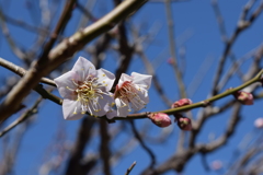 春を待つ