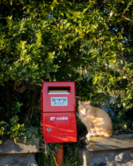 秋の日差しを浴びて　〜便りを待つ猫〜