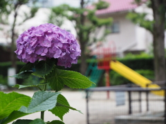 公園に紫陽花