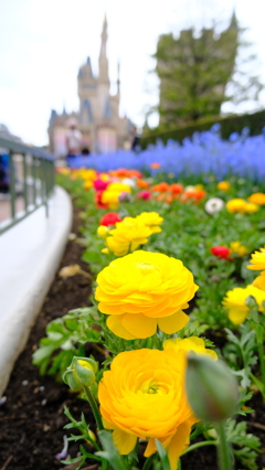 Tokyo Disney Land 1