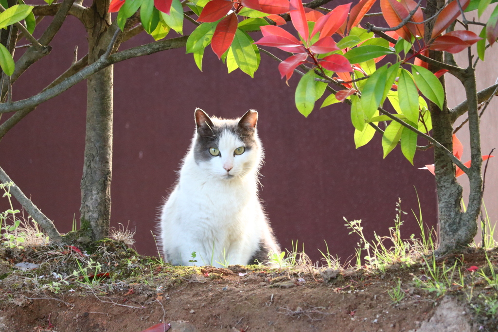 キャットアイ