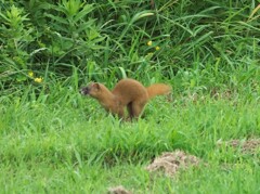 カワイイ逃亡者1