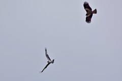 ミサゴさんはケンカせず。