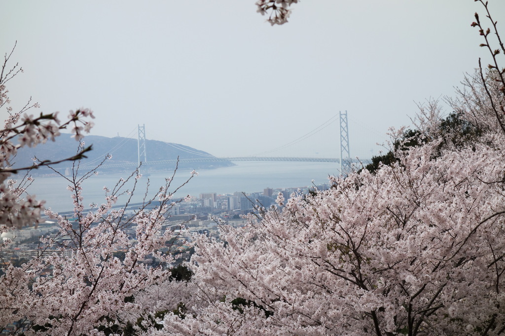 須磨山頂公園の桜と明石海峡大橋