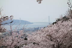 須磨山頂公園の桜と明石海峡大橋