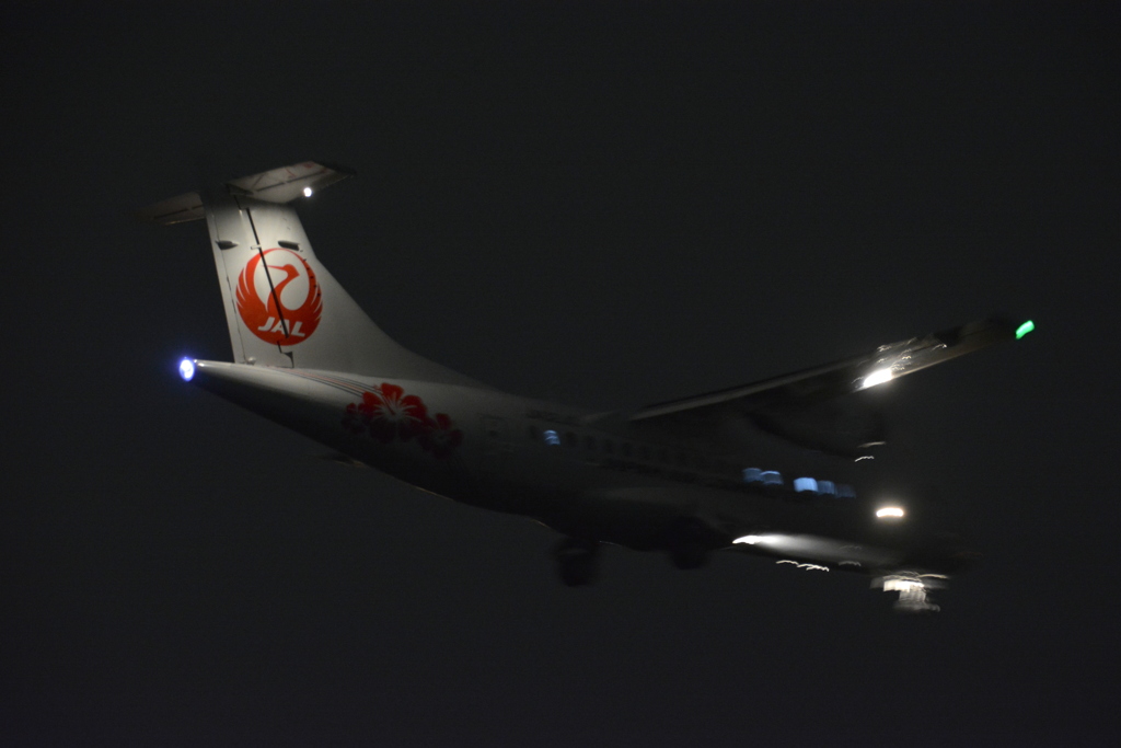 夜のハイビスカス
