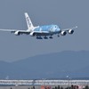 ウミガメ、関空に飛来