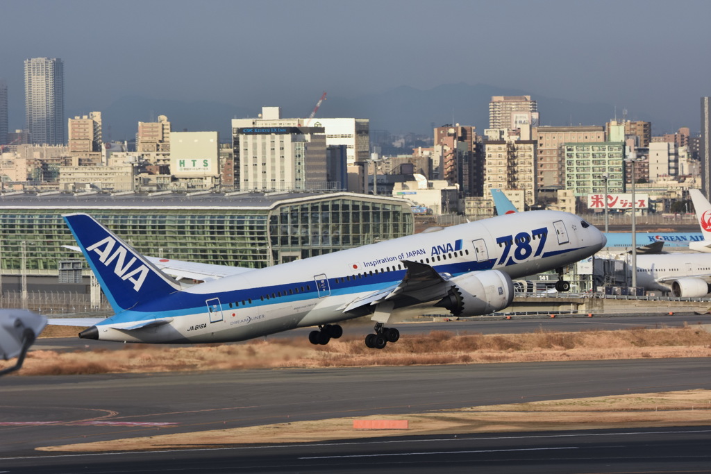 初ハミングバード