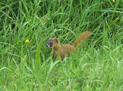 カワイイ逃亡者2