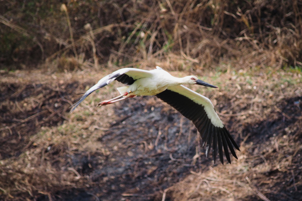 コウノトリ、定住祈願