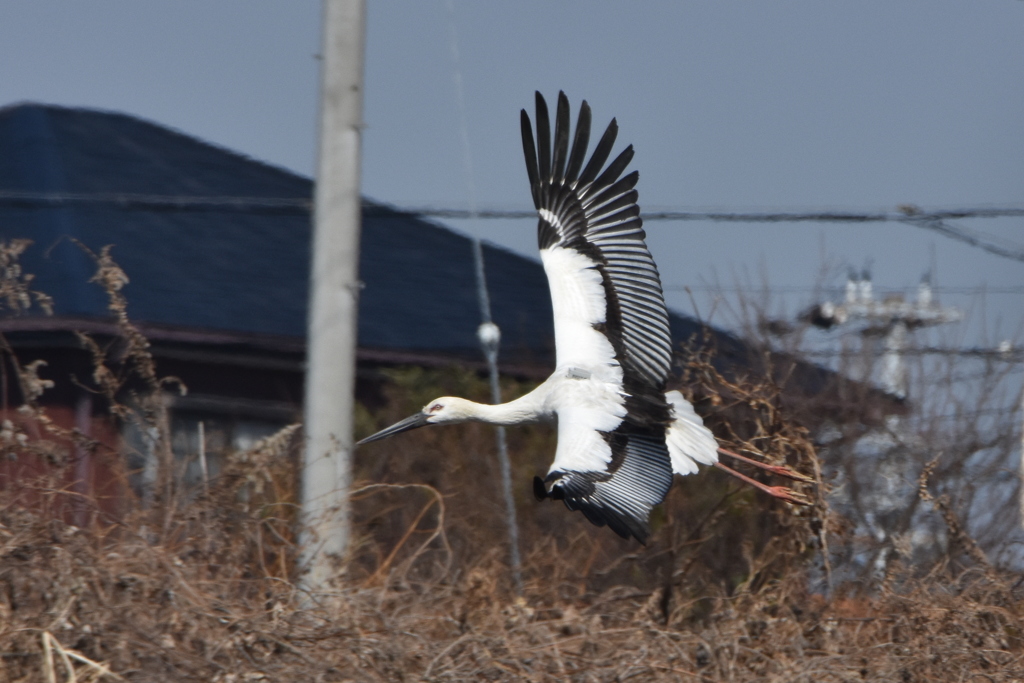 コウノトリ飛来