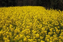 まだ菜の花畑が残ってた