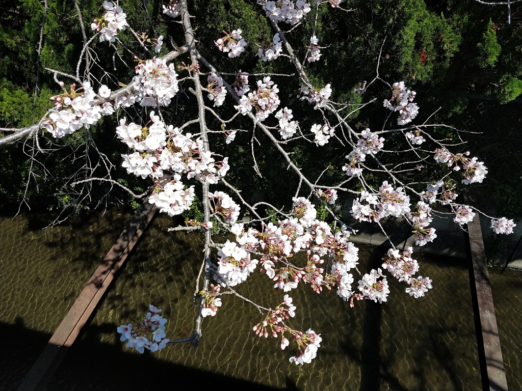 休日の工場前の桜