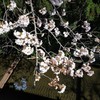 休日の工場前の桜