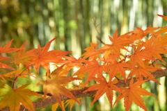 紅葉