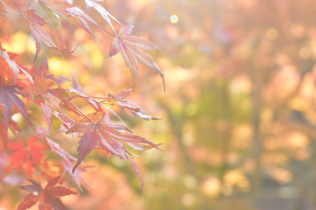 紅葉