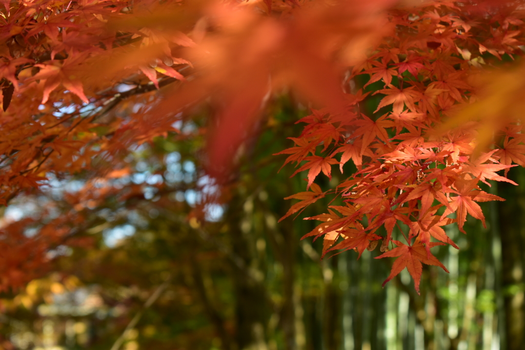 紅葉