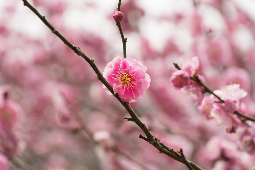 湯河原梅林 "梅の花凛"