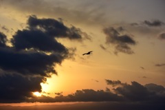 夕陽と鳶