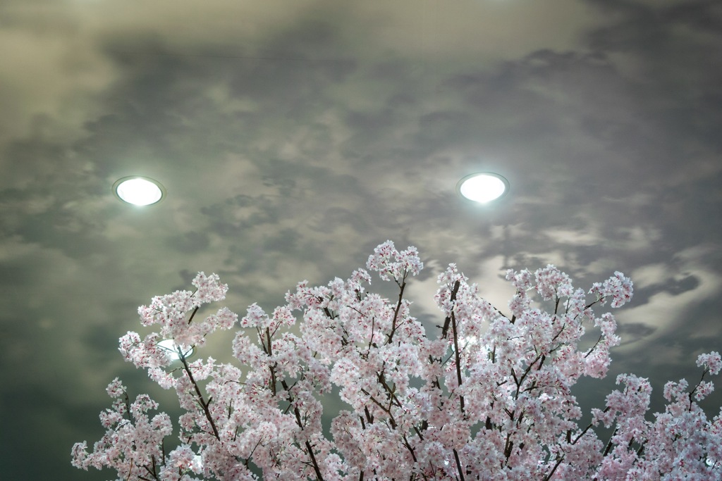 『桜花の樹影』