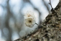 湯河原梅林"白い花凛"