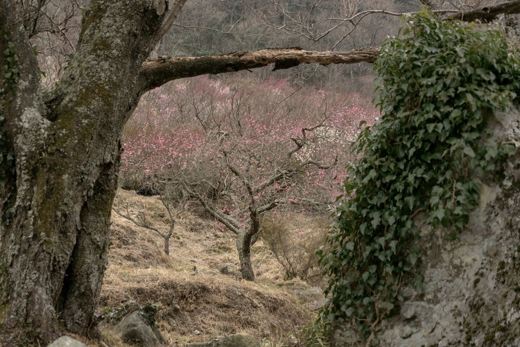 湯河原梅林"紅一点"