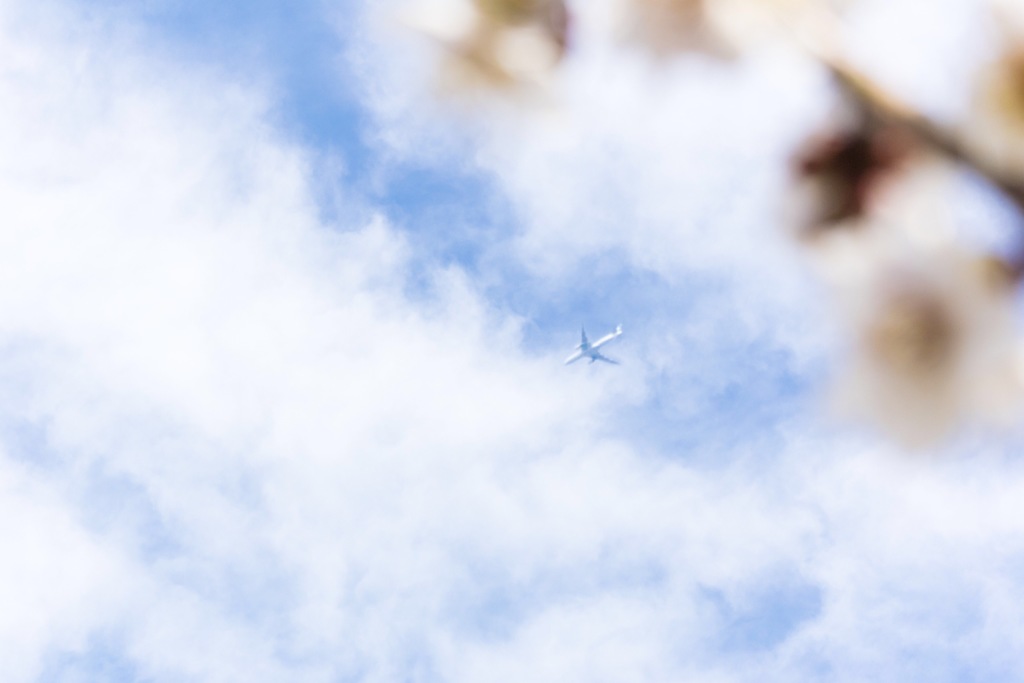 見上げれば、梅 青空 そして 飛行機