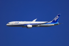 ANA B8−9 標本っぽい１枚