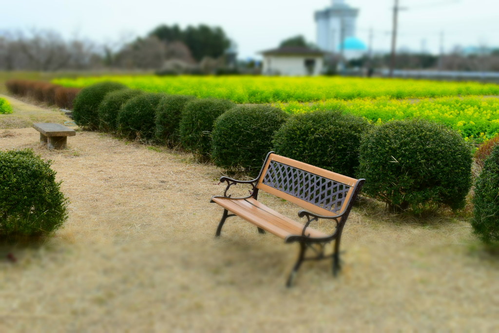 菜の花とイス