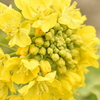 菜の花