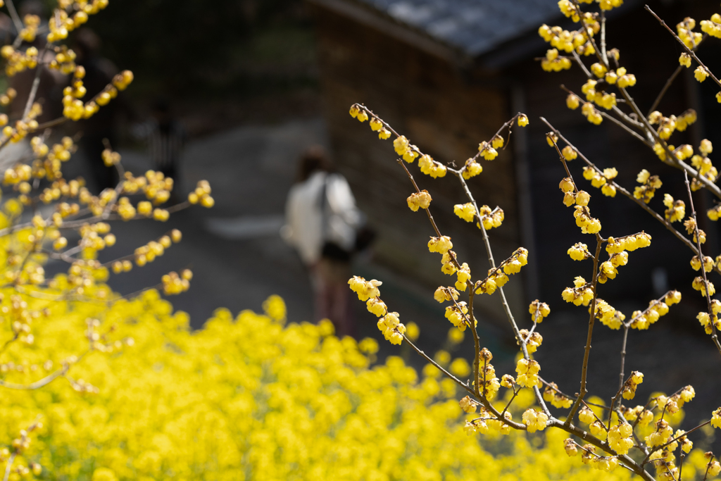 菜の花
