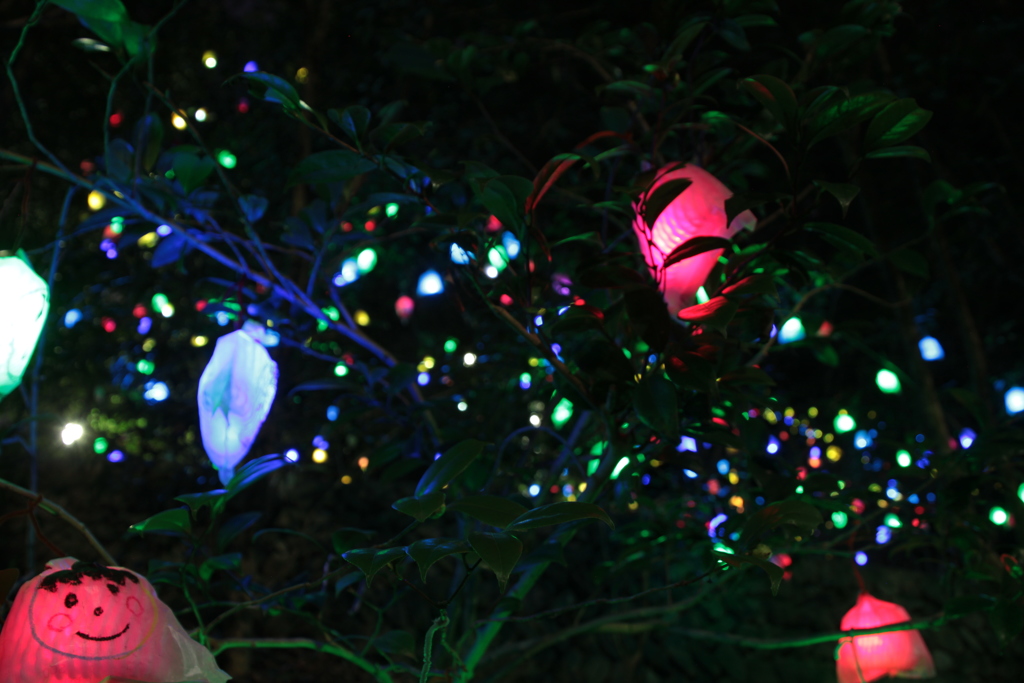 道後公園イルミネーション2