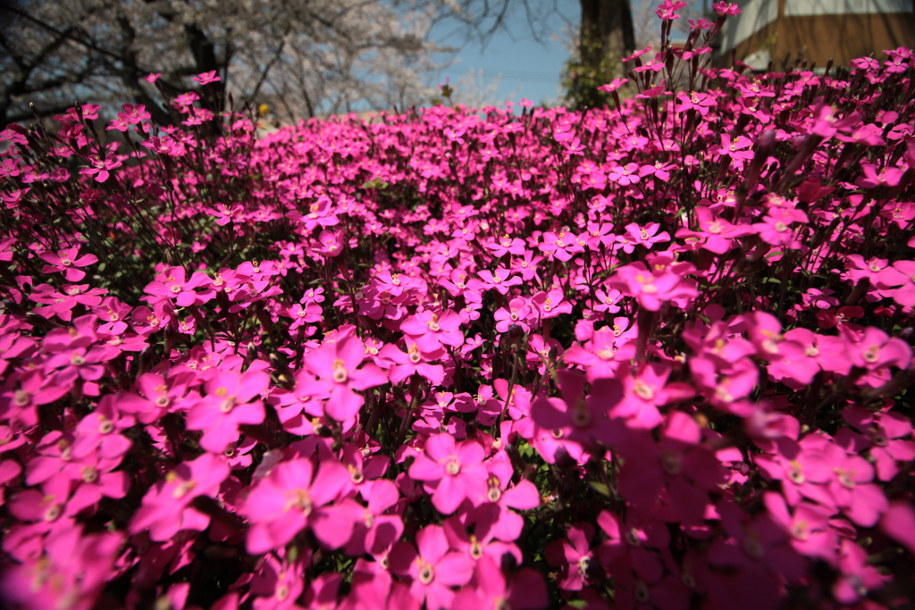 花壇