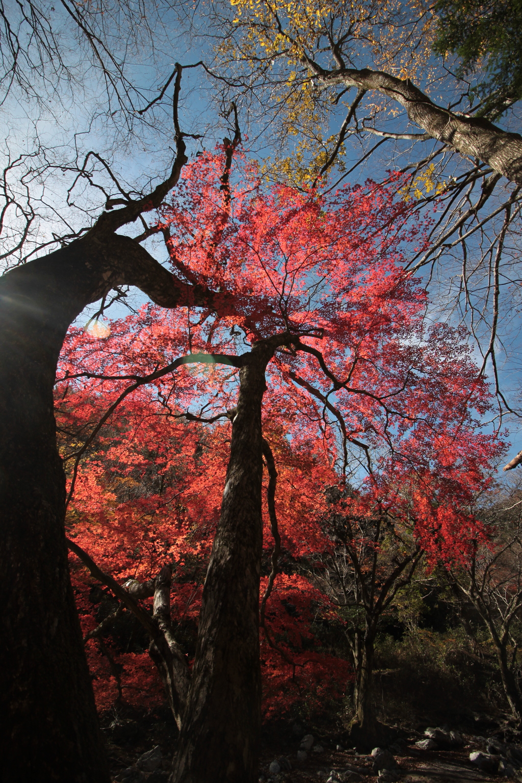 遅かったけど 残った紅葉