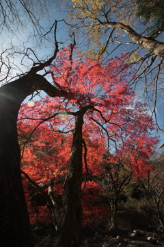 遅かったけど 残った紅葉