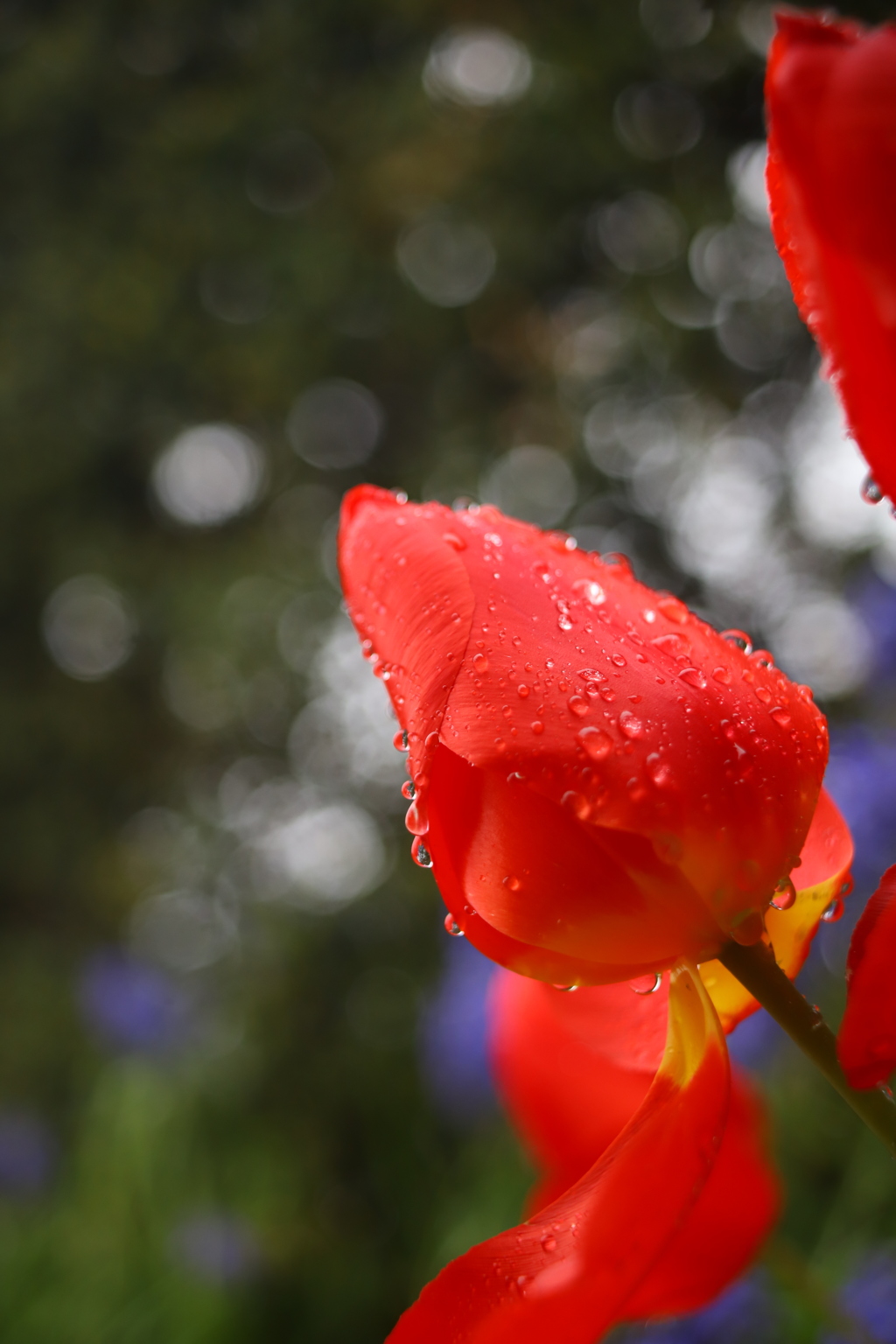 雨に咲く花 ⑤