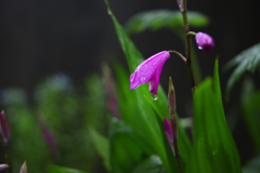 雨の日の紫蘭 ②
