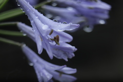 雨に咲く③