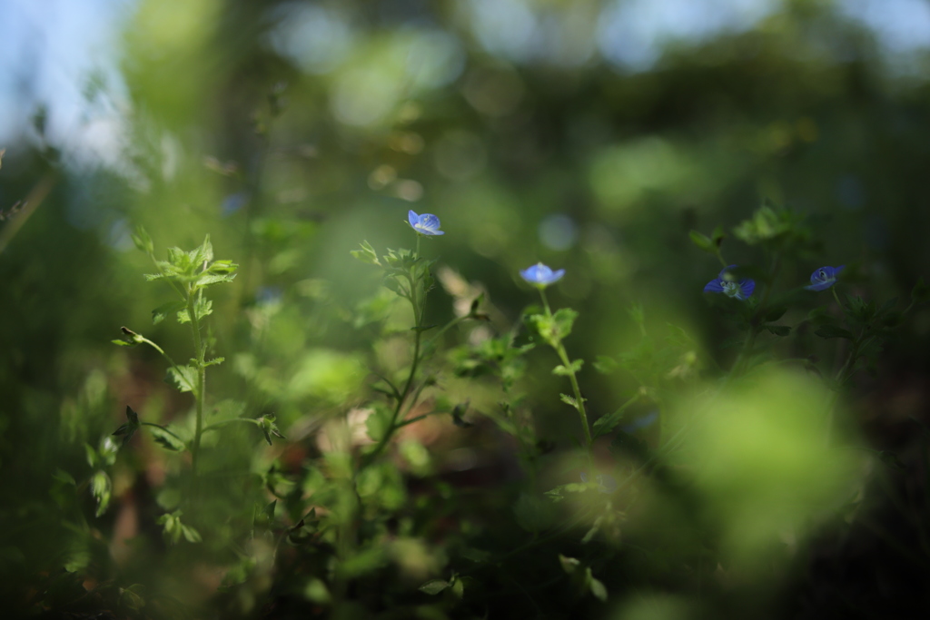 野の花 ⑤