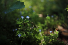 野の花 ④