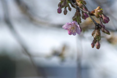 河津桜の咲き始め