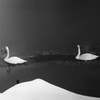 白鳥の池　No.2
