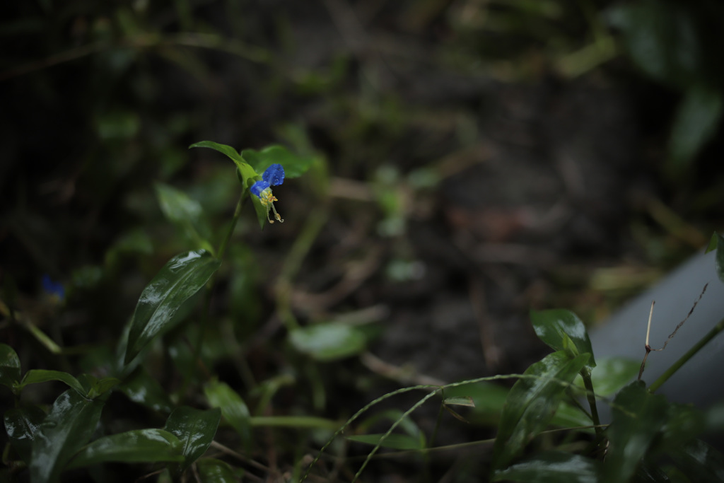 露草