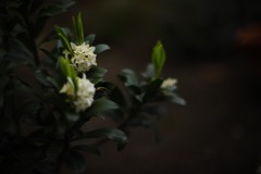 庭に咲く②