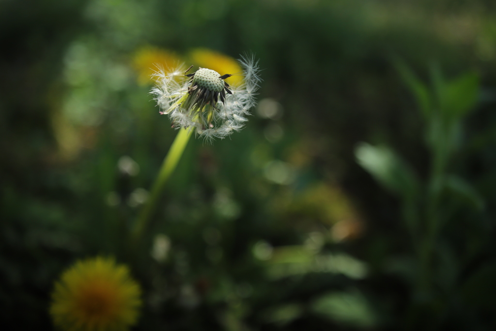 野の花 ③